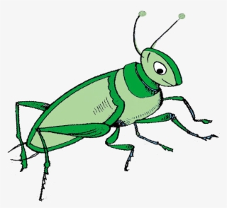 Grasshopper Language School - Membrane-winged Insect