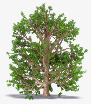 Ash Monophyllous - American Larch