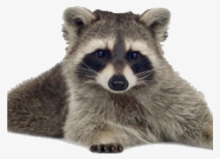 Raccoon