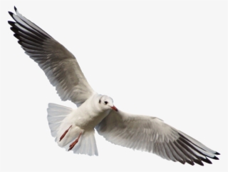 Free Png Download Gull Png Images Background Png Images - Seagull Png