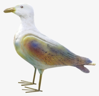 Seagulls - European Herring Gull