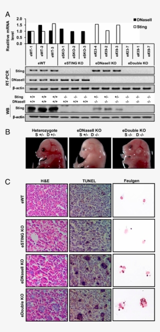 Sting-dependent Gene Regulation In E17 Sting −/− Dnase - Flesh