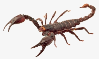 900 X 580 - Scorpion Png