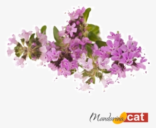 Cachos De Flores Png