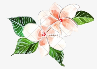 Plumeria Clipart Painting - Plumeria Transparent