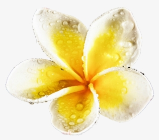 Water Drop Plumeria By Jeanicebartzen - Frangipani