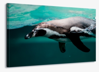 Pittsburgh Zoo Animals