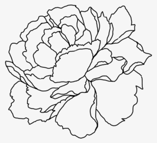 Sign Up To Join The Conversation - Peony Drawing Transparent