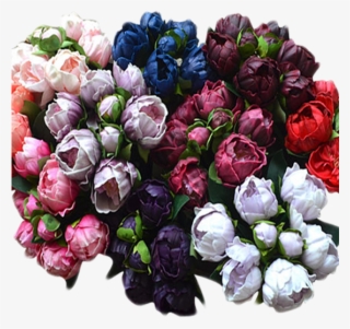 Peony - Garden Roses
