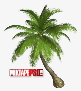 Palm Tree - Palm Tree Png