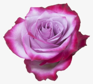 Deep Purple - Purple Rose - Floribunda