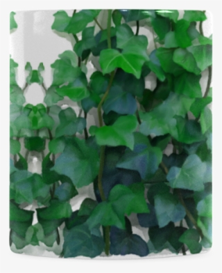 Violet Woodsorrel