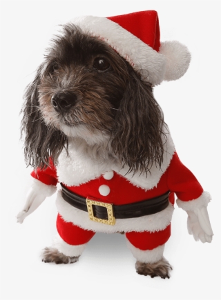 Costumes Star Wars Ewok Pet Dog Costume, Australia - Companion Dog