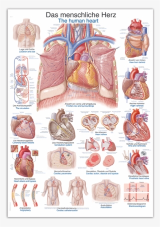 Wall Chart "human Heart" - Anatomy