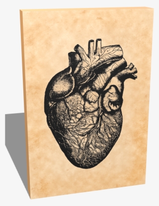 Portrait Canvas - Vintage Anatomy - Heart - Gifts For - Heart