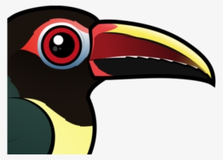 Toucan