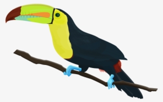 Keel-billed Toucan < [ Ramphastos Sulfuratus ] - Keel Billed Toucan Png