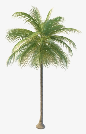 Coconut Tree Png Images