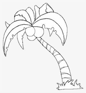 Drawing Coconut Tree 3 - Coconut Tree White Png