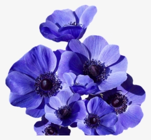 Poppy, Blossom, Bloom, Summer - Anemone Blue Poppy - 25 Fresh Bulbs
