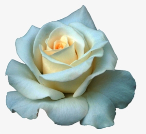 Full Grown White Rose Png - Beautiful White Rose Flowers