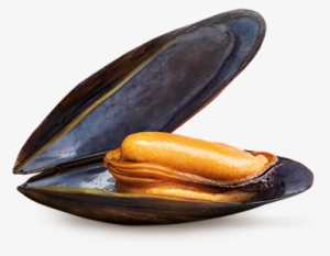 Mussels - Mejillon Png