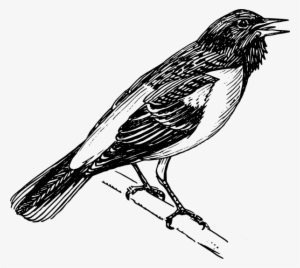 Original Png Clip Art File Singing Bird Svg Images