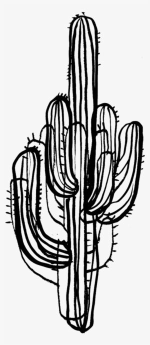 Saguaro Cactus - Cactus Black And White Design