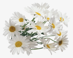 Free Png Camomile Png Images Transparent - Chamomile Png
