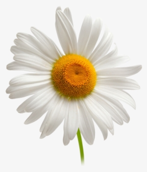 Camomile Png Image, Free Flower Picture Facial Cleansers, - Camomile Png