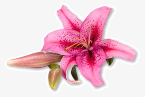 Wedding Flowers, Including Bridal Bouquets, Ceremony - Floral Design