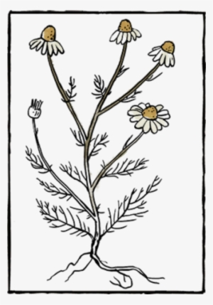 Book Herb08 - Book