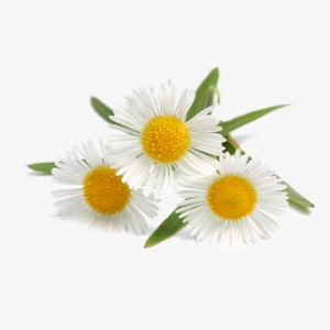 Chamomile German - Sanidog Professional Pet Love Camomile Wipes - Minimum