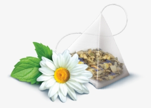 Camomile Flower Free Png Transparent Images Free Download - Camomile