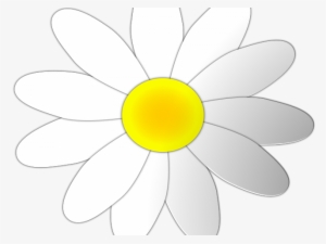 Chamomile Clipart Daisy - Clip Art
