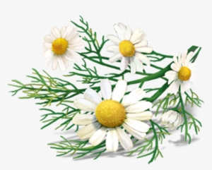 Chamomile Png Transparent Images - Chamomile Tea Png