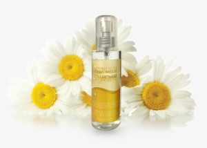 Azoor Camomile Floral Water Hydrolat By Atlas Cosmetics - Chamomile