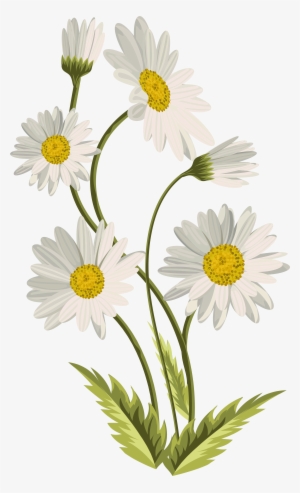 Daisies Transparent Png Clip Art Image Gallery - Daisies Transparent
