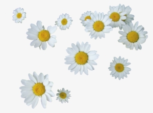 505 Images About Png - Daisies Tumblr Transparent