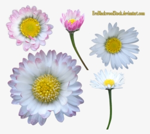 Daisy Clipart Transparent Background - Portable Network Graphics
