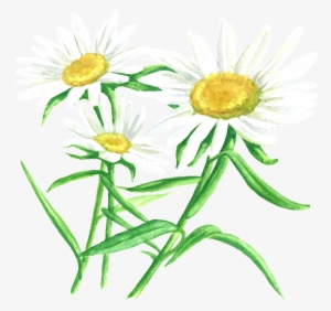 Dandelion - Chamomile
