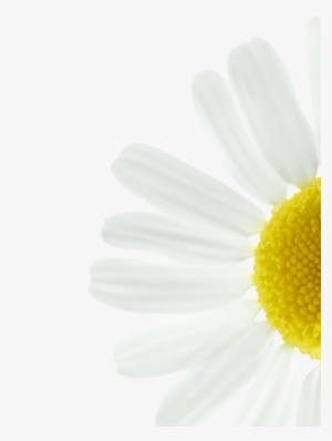 We Select Chamomile For Its Naturally Brightening Action - Chamomile