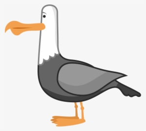 seagull png free hd seagull transparent image pngkit seagull png free hd seagull