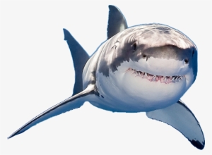 Tiny Great White Shark