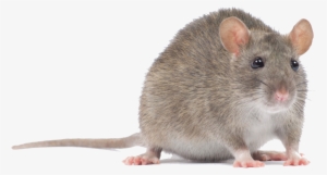 Mouse - Mouse Animal Png