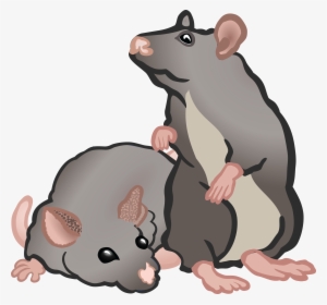 , , - Rats Clipart