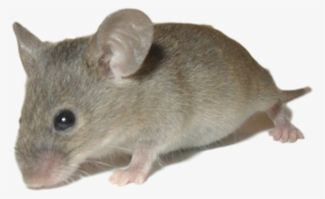 House Mouse - Mus Musculus House Mouse