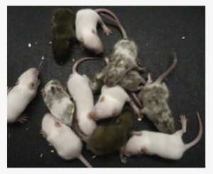 Your Image Alt - Equine Coat Color