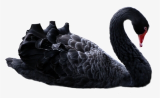 Chasing Black Swans, Taking Down Tournaments, And Discovering - Black Swan Png