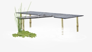 Pond Transparent